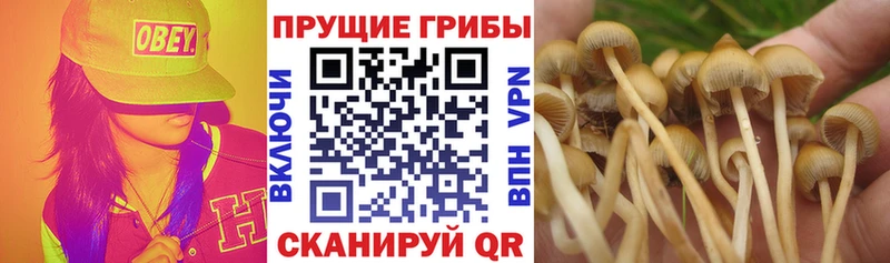 Галлюциногенные грибы прущие грибы Шахунья